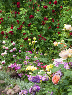 A beautiful summer flower garden with roses of different varieties of white, pink, red, lilac, lilac shades against the background of climbing red roses (Flammentanz)